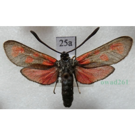 Zygaena loti achilleae Esper, 1780 Kraśnik rogalik Czech25a